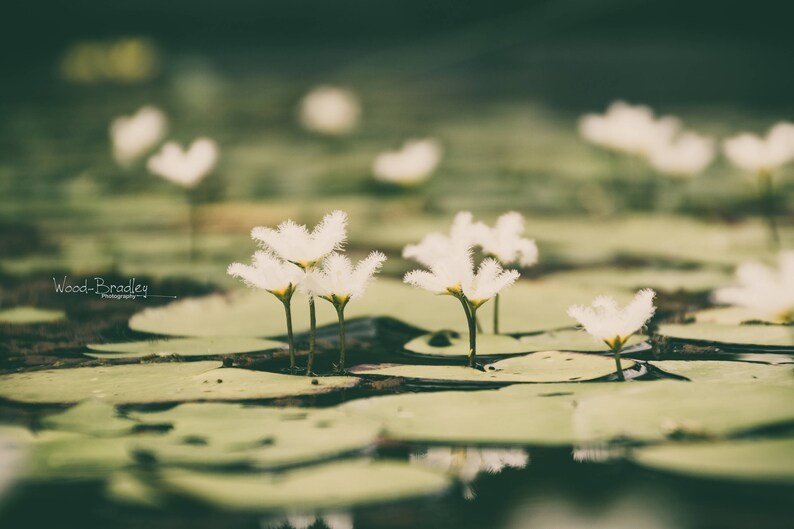 Life on Water Pond Original Floral Photograph Digital Download Macro Fine Art Print Home Decor Flower Petals White Green Lily Leaf Garden image 1