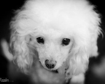 Rockin' The 80's Hair Do, Original Photographic Image Instant Digital Download Wall Art Decor Pet Animal Photograph black & white dog poodle