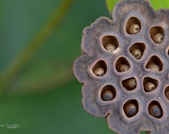 May include: Close-up of a dried lotus seed pod with multiple seed cavities. The pod is brown and has a textured surface.