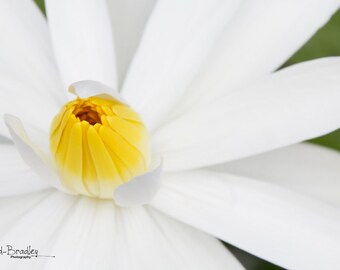 Oh Daisy! Original Floral Photograph Digital Download, Macro Fine Art Print, Home Decor, Flower, Nature, Petals, White Green Yellow, Garden