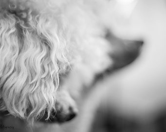 The Silhouette, Original Photographic Image Instant Digital Download Wall Art Decor Pet Animal Photograph black & white dog poodle