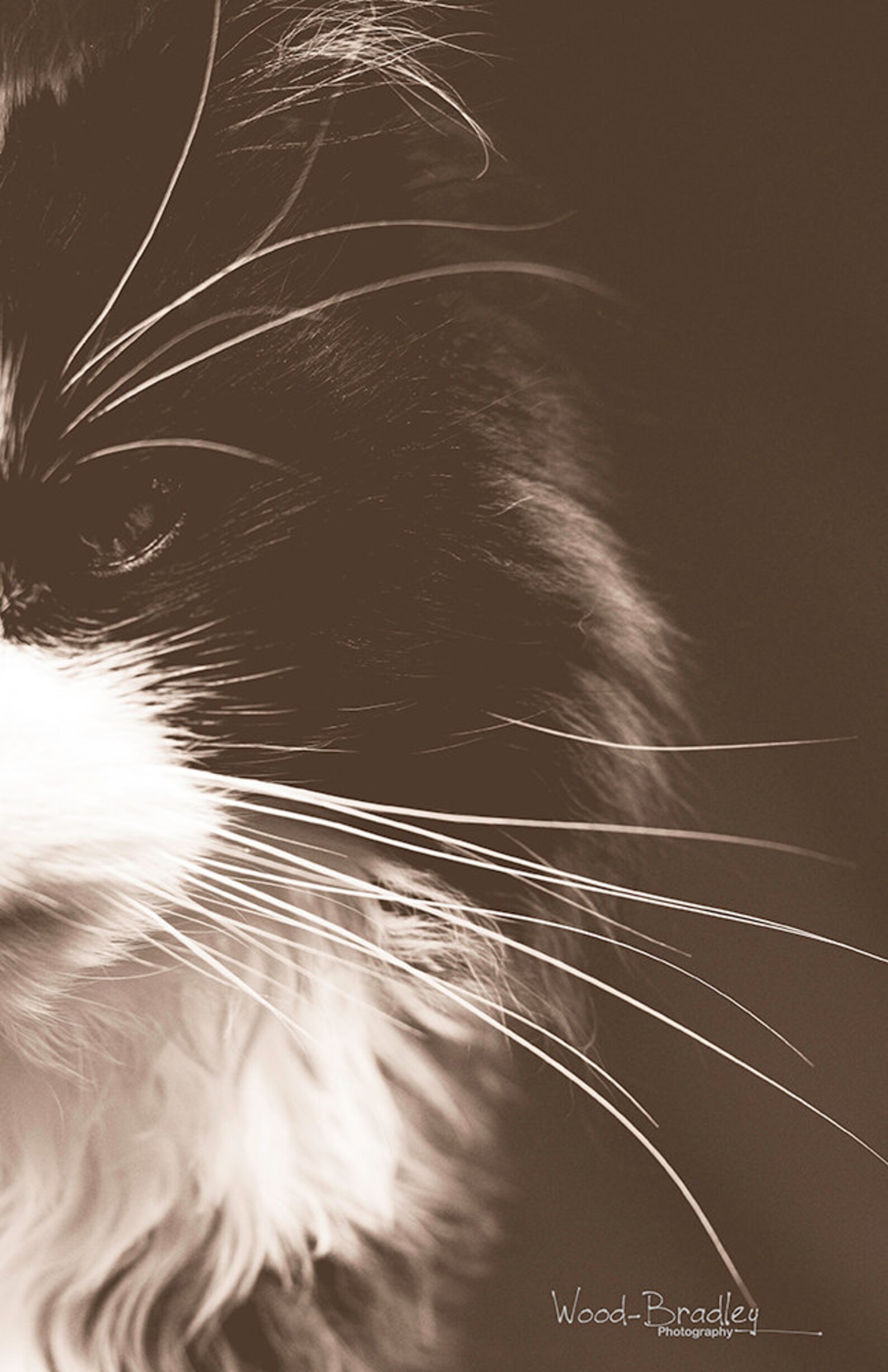 The Cat's Whiskers 2 Original Photographic Images Etsy