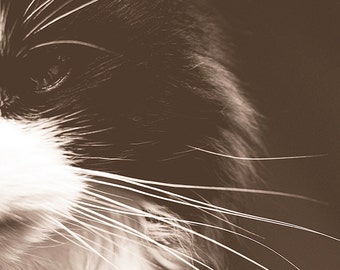 The Cat's Whiskers, 2 Original Photographic Images, Instant Digital Download, Wall Art, Decor, Pet, Animal Photography, black & white, sepia