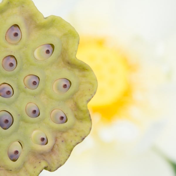 Original Floral Photograph Digital Download, Macro Fine Art Print, Home Decor, Seed Pod, Flower, Nature, Petals, White, Green, Water Lily