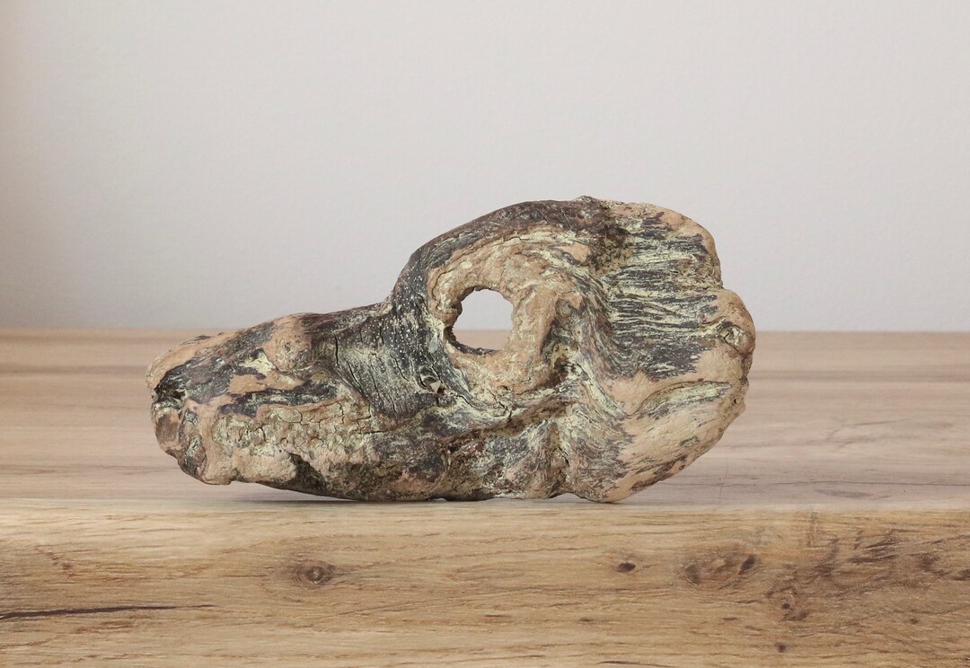 Driftwood Dog Driftwood Dogs Head Unique Driftwood Art Etsy