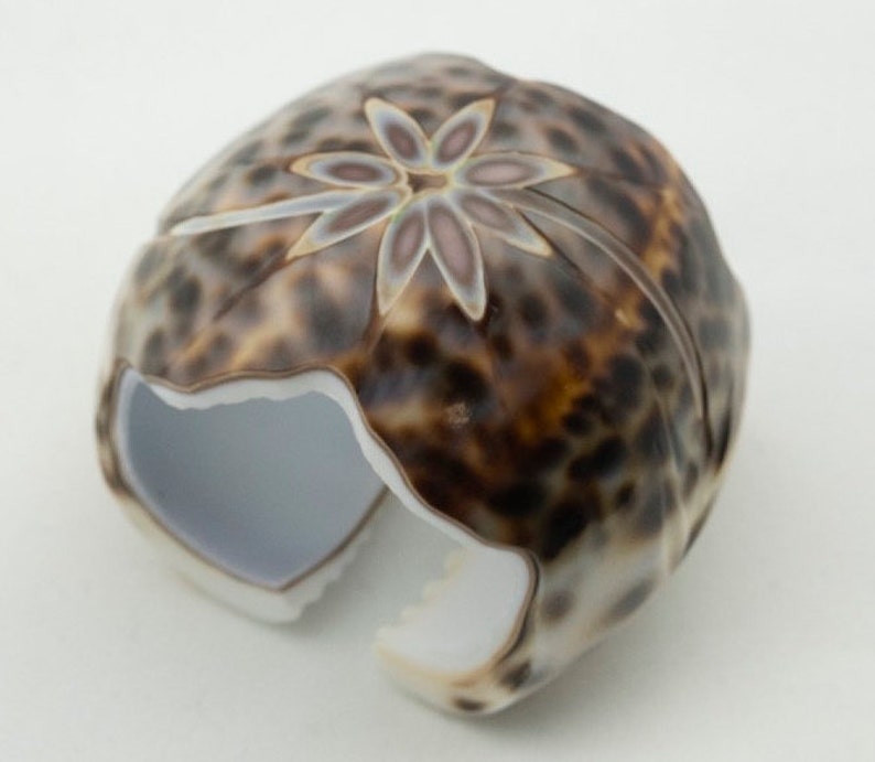 6 Cowry Shell Napkin Rings
