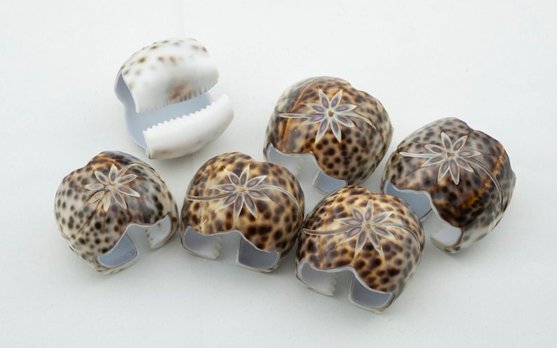 6 Cowry Shell Napkin Rings