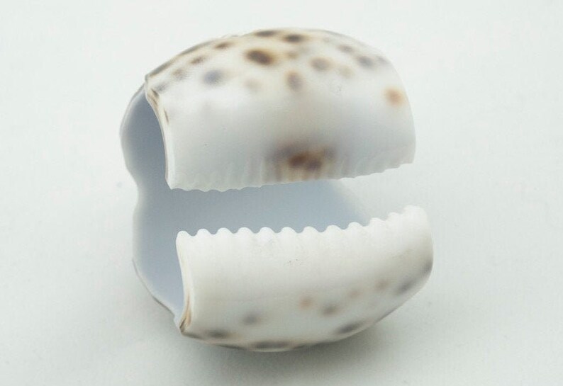 6 Cowry Shell Napkin Rings