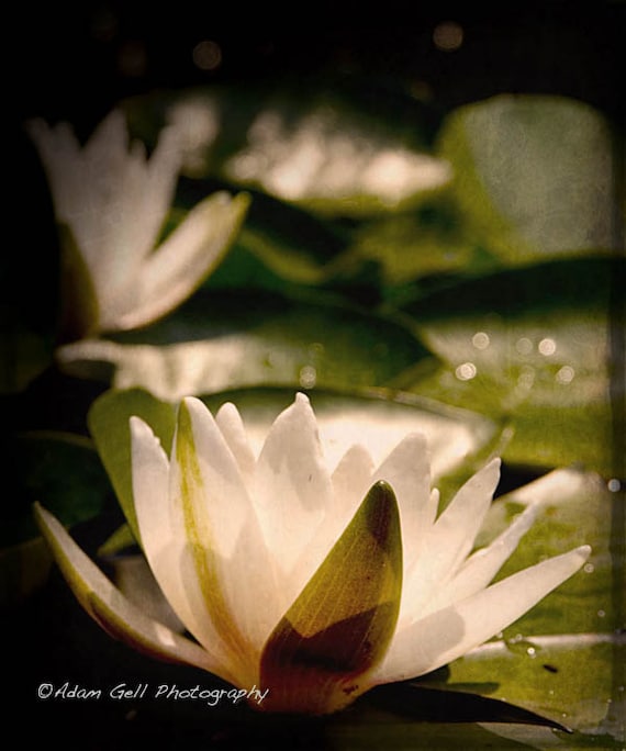 Lotus Flower Zen Nature Photographychakra Qi Meditaionyogaflower Photographygreen Decorwhite Flowerspiritualityom Wall Artwall Deco