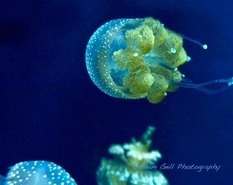 Jelly fish Photo,Marine Photography,Blue water print,underwater life wall decor,wall art,Nature,bathroom decor,fish decor,fish photography