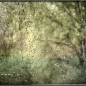 Central Park, New york Photography, Green photo, olive photo, Wall Art, Wall Decor, nature,flowers