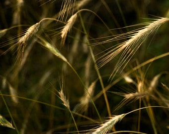 Op de afbeelding: Close-up van een veld met hoge, gouden tarwehalmen die zachtjes in de wind wiegen. De halmen worden beschenen door de zon, waardoor een warme, gouden gloed ontstaat.