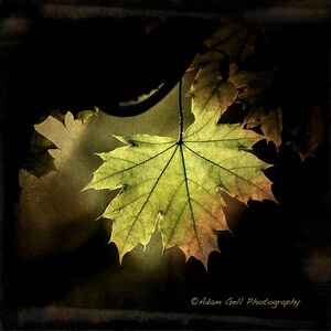 Groen blad afdrukken, natuurfotografie, vierkante print, groen geel Decor Wall Art herfst herfst Wall Decor, tuin fotografie, natuur afdrukken