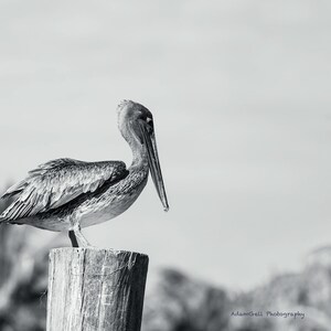 Pelican waiting to Feed, Nature,Animals,Bird,Nature Photography, B&W, Florida, Feeding,spirit animal