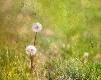 Abstract Photography, Wall Art, Wall Decor ,dandelion , Green  photo, Nature, square photo,flower, Wall art, Wall Decor