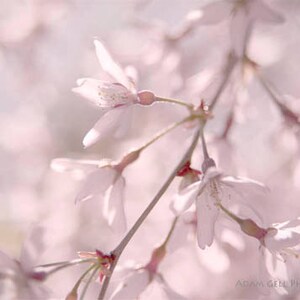 Pink flower Print,Soft Dreamy Photography,Flower Photography,Nature,Cherry blossom Wall Art Wall Decor,Floral Design,Abstract Print,Modern