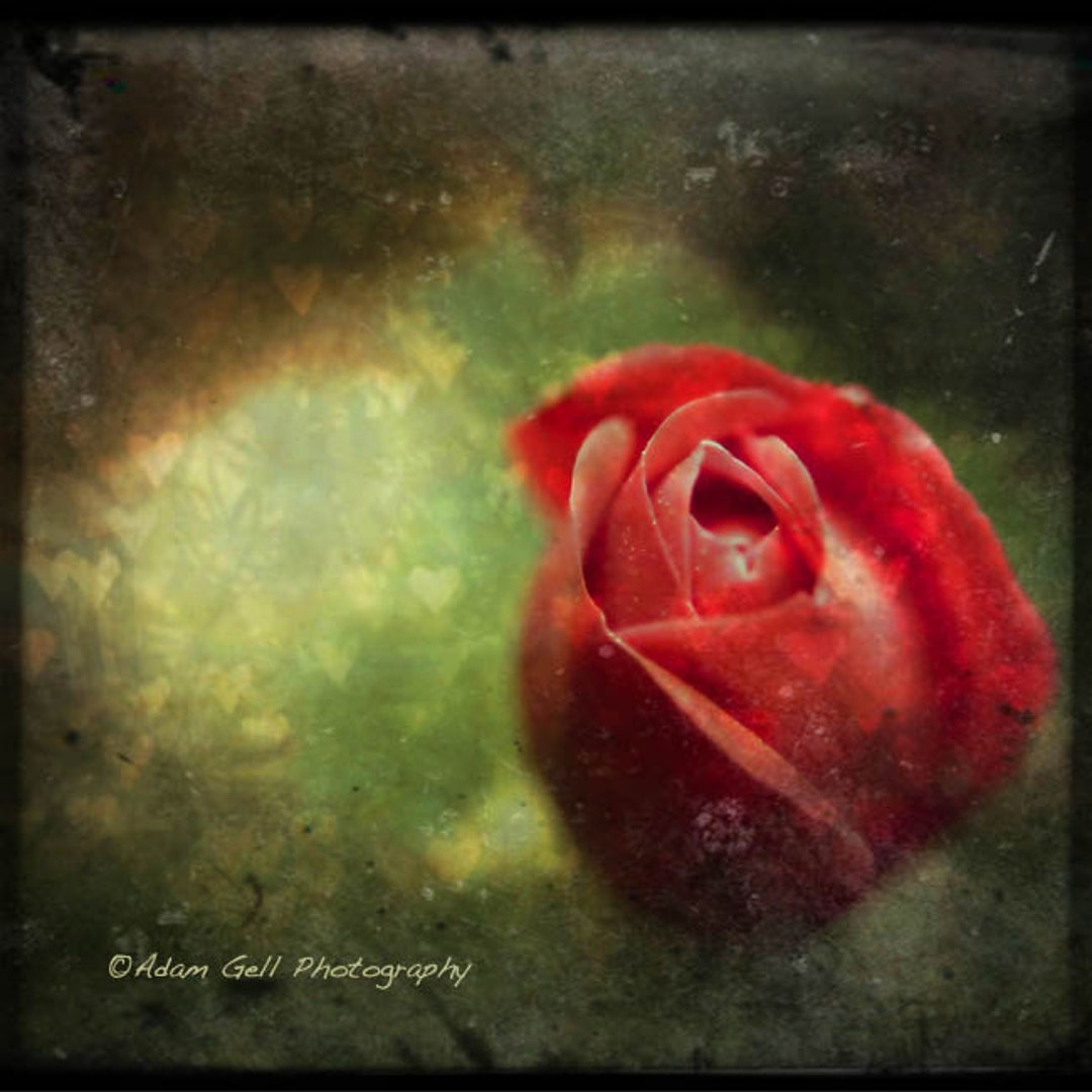 Faded Red Rose Print, Romantic Floral Wall Art - Etsy
