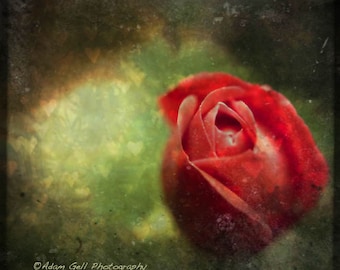 Faded Red Rose Print, Romantic Floral Wall Art