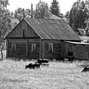 Koigorodok Landscape,Russia Photography,Farm House, Cows, Animals grazing,Russian Barn, orthodox, Komi Republic, village, Wall Art,WallDecor