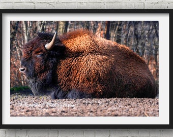 Buffalo absorbing the suns rays, Buffalo,Grazing,Wall Art Photography, Nature, zoo, Animals, spirit animal, totem, Healing