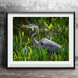 Heron. searches for next meal,Heron,animals,bird,wall Art, Nature,Florida, relaxation