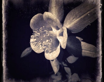 Monochrome Flower Photography Print, Nature Wall Art