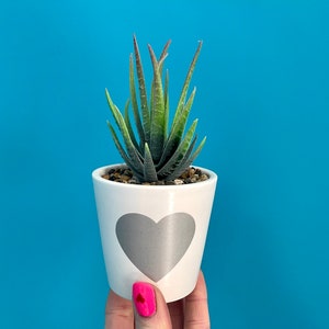 Mini Sukkulenten Blumentopf: Herz Übertopf aus Keramik