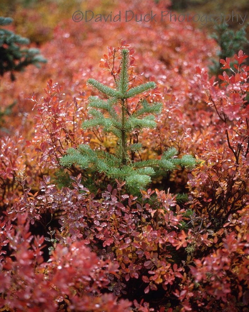 Huckleberry Pine image 1