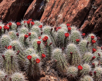 Claretcup Cactus blooming, Zion National Park, Utah