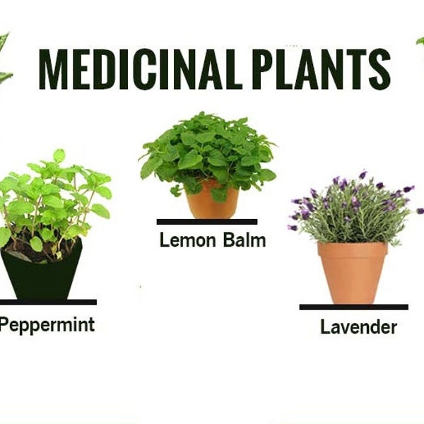 Medicinal Plants & History