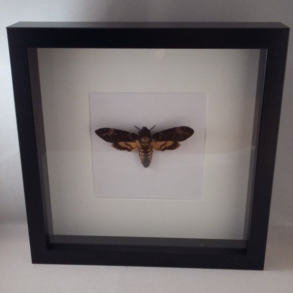 Deaths Head Moth, Deaths Head, Hawk Moth, Moth, Insect Art, Taxidermy, Entomology, Framed Deaths Head, Framed Moths, Insect Frames, Skull.