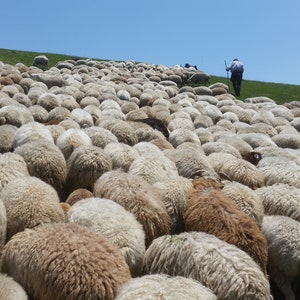 2.2LB (1 KG) Hand washed natural wool (no chemical)
