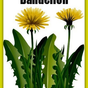 Dandelion Oil Alaskan Wild Harvest image 2