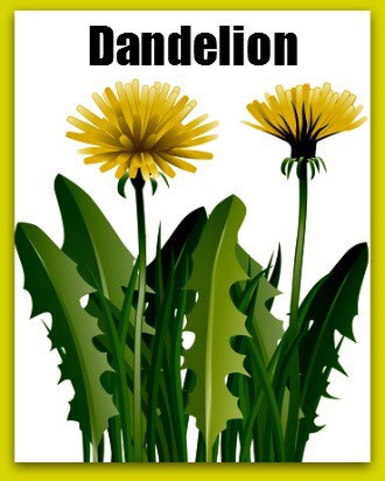 Dandelion Oil Alaskan Wild Harvest image 2