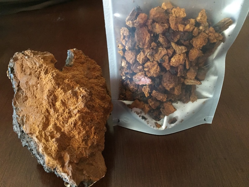 Wild Alaskan Chaga 1 lb. medicinal mushroom image 3