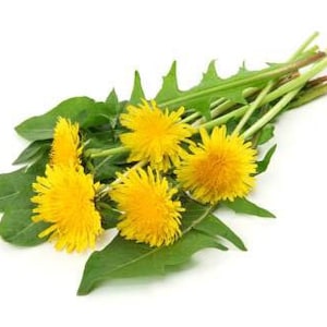 Dandelion Oil Alaskan Wild Harvest image 1