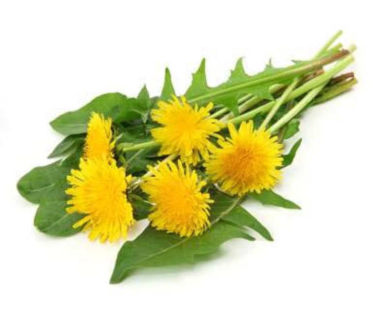 Dandelion Oil Alaskan Wild Harvest image 1