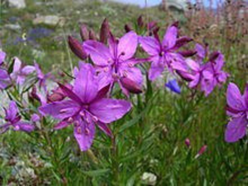 Alaskan Traditional Ivan Tea image 2