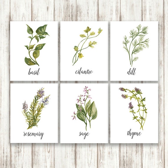 Botanical Print Set Herb Print Set Herb Prints Botanical - Etsy