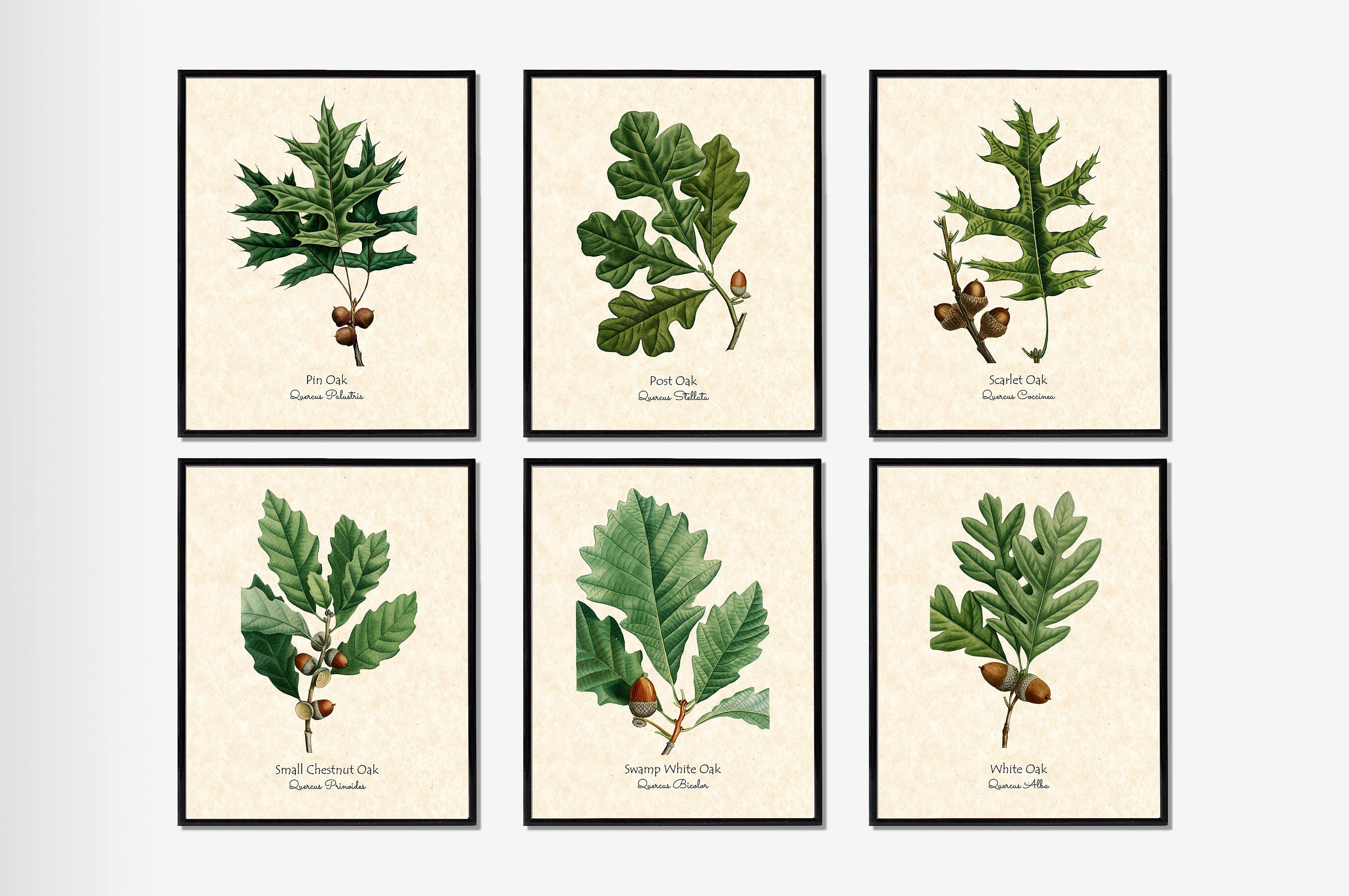 Botanical Herb Print Set