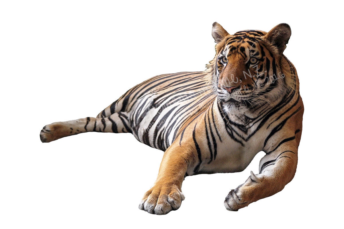 Digital Overlay Etsy Tiger MIT Animal -