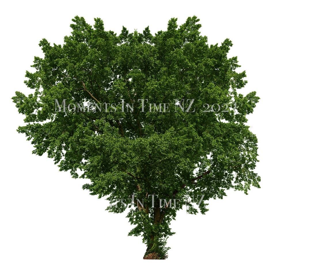 MIT Green Tree Digital Overlay - Etsy
