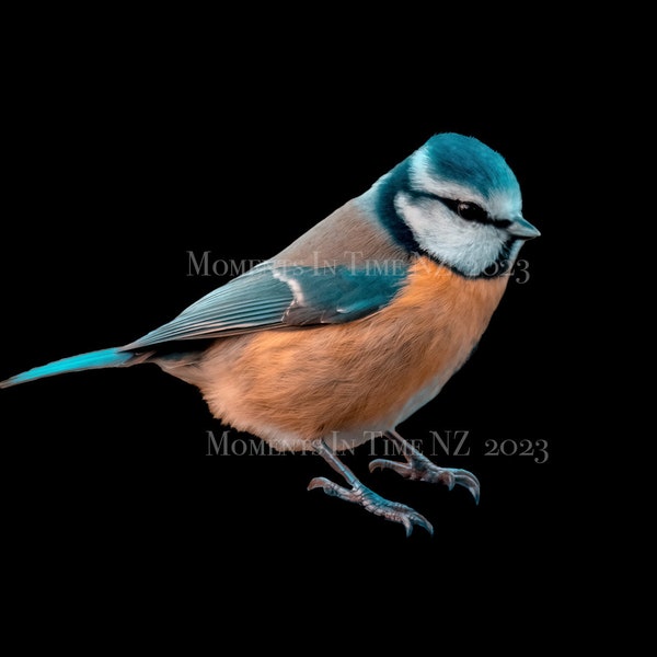 MIT niedlicher kleiner blauer Vogel Digital Overlay