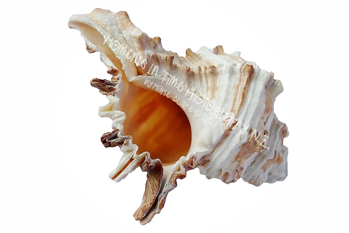 Moana seashell deals