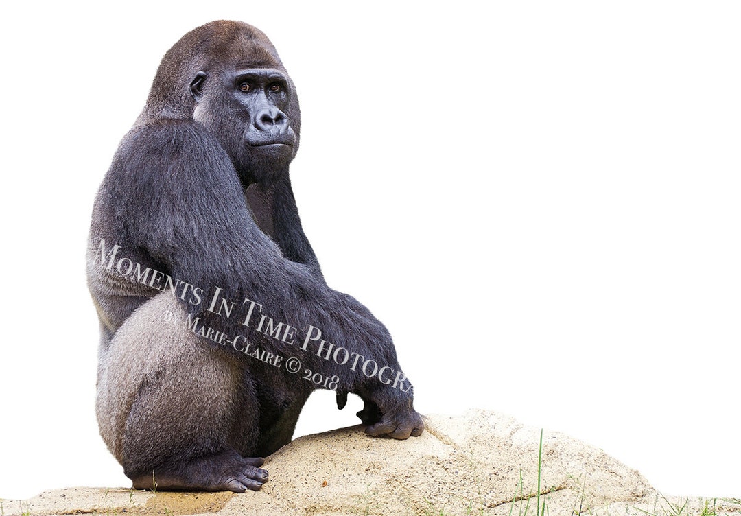 MIT Gorilla on A Rock Digital Overlay - Etsy