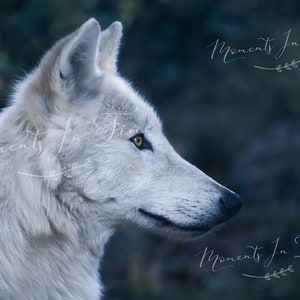May include: A white wolf with yellow eyes looks to the right, its fur is soft and fluffy. The background is a dark blue-green.