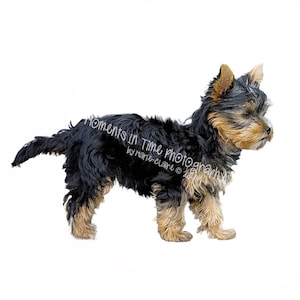 May include: A small black and tan Yorkshire Terrier puppy stands on a white background. The puppy is looking to the right of the frame. The puppy has a long, black coat and a tan face.