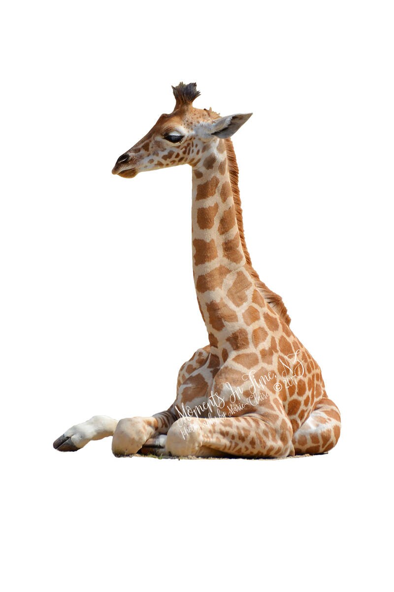 MIT Baby Giraffe Sitting Down Digital Overlay Etsy