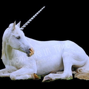 MIT Unicorn Animal Digital Overlay