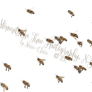 Op de afbeelding: Een witte achtergrond met een verzameling honingbijen in de vlucht. De bijen zijn bruin en zwart met gele stuifmeel op hun poten. De tekst "Moments In Time Photography. NZ © 2017" staat in de rechterbenedenhoek van de afbeelding.
